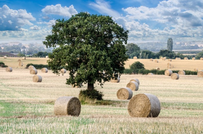 Farm Free Stock Photo - Public Domain Pictures